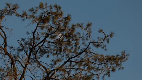 Moon Rising Behind Pine Tree as it Fades into Dusk Time Lapse Stock Footage 279882983