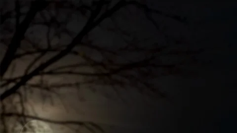 Moon Rising Behind Tree - Timelapse Video stock 94584131