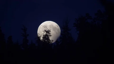 Moon rising behind trees during partial lunar eclipse July 2017 Timelapse Stock Footage