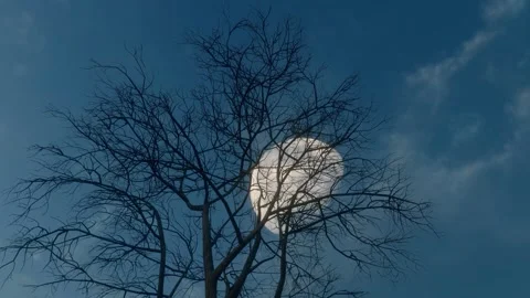 Moon rising over forest aerial shot Stock Footage 311059197