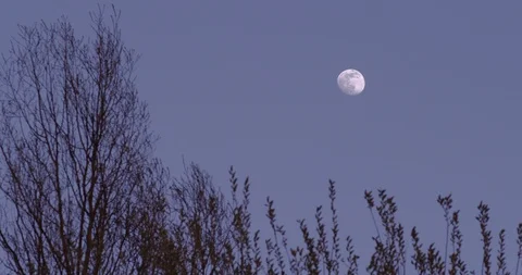Moon rising in Spring Stock Footage 128750217