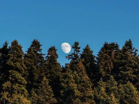 The Moon rising, surrounded by pine trees in Europe 写真素材