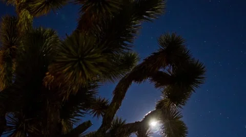 Moon Rising Through Joshua Trees Timelapse Video stock 65052714