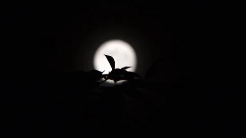 Moon round that sees behind some tree leaves trembling in the wind Stock Footage 95860390