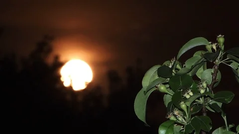 Moon round which slowly descends beyond the pear orchard is bearing fruit Stock Footage 95861087