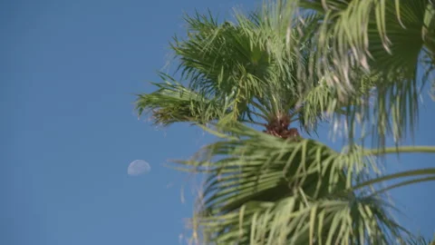Moon seen behind palm trees during day in Coachella Valley, California 스톡 동영상 257666628