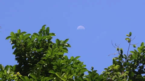 Moon seen during day time in a very clear sky Stock Footage 278674816
