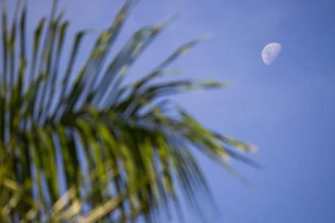Moon seen from the forest Stock Photos