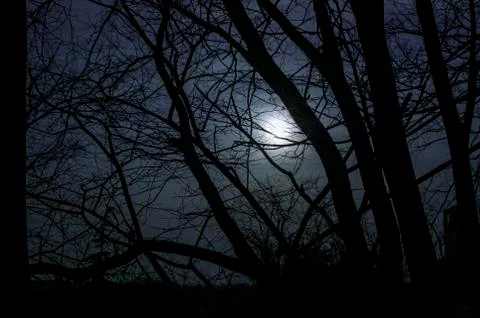 Moon seen through the bare branches of the tree Foto stock