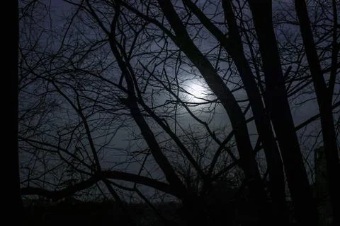  Moon seen through the bare branches of the tree at night Moon seen throug... Foto stock