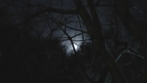 Moon is seen through tree branches at night in forest or city park Stock Footage 250014172