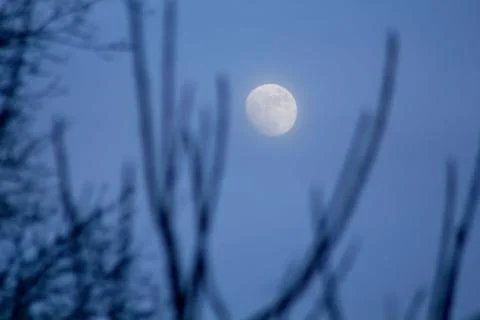 Moon seen through tree branches at dusk 2 Stock Photos