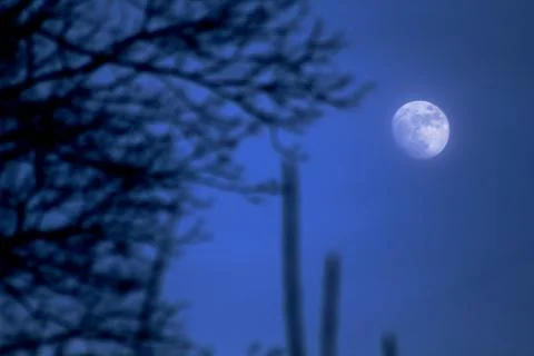 Moon seen through tree branches at dusk 1 Stock Photos