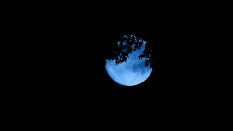 Moon Seen Through Tree Leaves At Night Stock Footage 159979841
