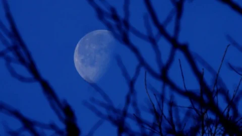 Moon Seen Through Trees as Birds Fly By in Slow Motion Video stock 83671497