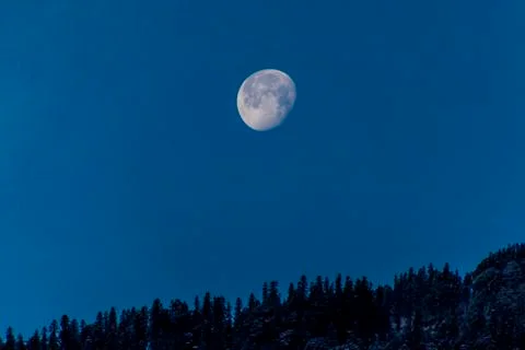 The moon setting over snowy trees Stock Photos