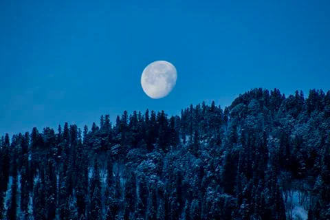 The moon setting over snowy trees Stock Photos