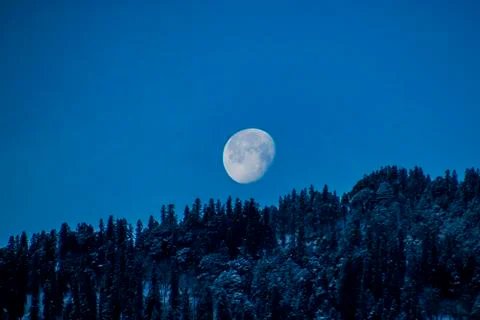 The moon setting over snowy trees Foto stock