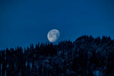 The moon setting over snowy trees Stock Photos