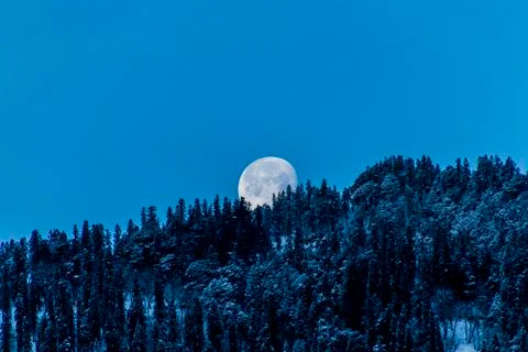 The moon setting over snowy trees Stock Photos