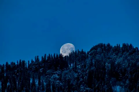 The moon setting over snowy trees Stock Photos