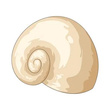 Moon shell illustration Stock Illustration