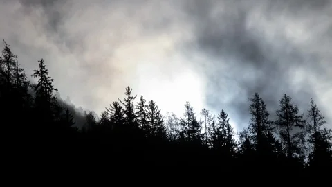 Moon shine through pine silhouette. Halloween forest theme time lapse 스톡 동영상 87265096