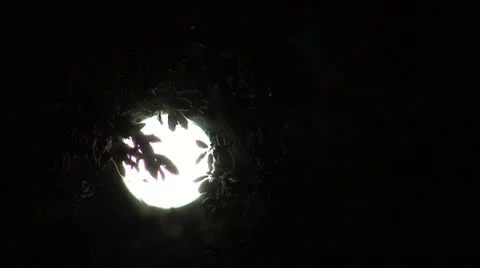 MOON SHINE THROUGH TREES - HD 库存影片 12675057