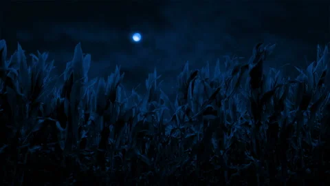 Moon Shines On Corn Field On Windy Night Stock Footage 161595846