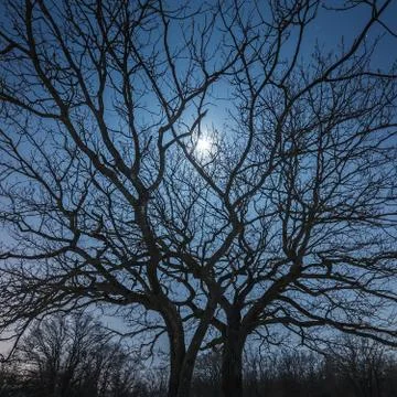 The moon shines through the branches of a tree against the background of the  Stock Photos