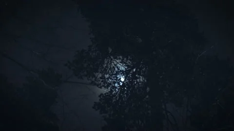 The moon shines through the branches of trees. Gloomy night forest scene. Stock Footage 171411819