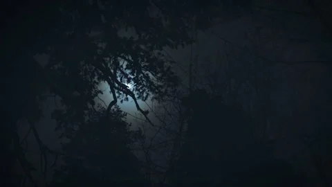 The moon shines through the branches of trees. Gloomy night forest scene. Stock Footage 171557906