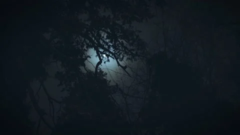 The moon shines through the branches of trees. Gloomy night forest scene. Stock Footage 172233054