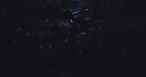 The moon shines through ice-covered branches on a cold night Stock Footage 124546087