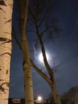 Moon shining behind the trees Stock Photos
