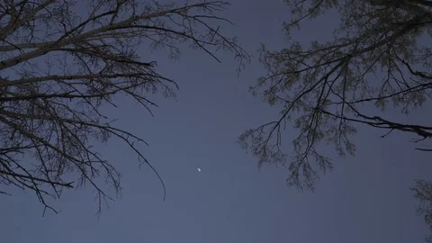 A moon shining between tree tops Video stock 98997481