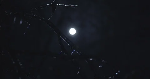 Moon Shining on Ice-Covered Tree Stock Footage 124540130