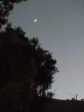 A moon is shining in the sky above a forest Stock Photos