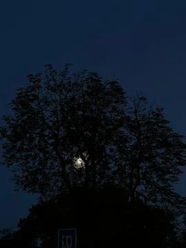 Moon shining through branches of a tree silhouette Stock Photos