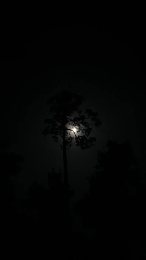 Moon shining through the tree branches at night Stock Footage 197020434