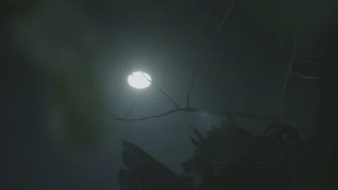 Moon shot through tree 스톡 동영상 244658370