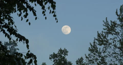 Moon Shot with Trees Stock Footage 229482284