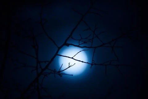 Moon with silhouette of tree branches. Foto stock