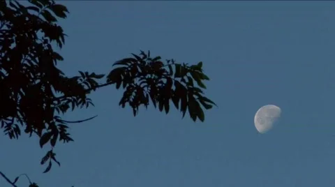 Moon by Silhouetted Branch 库存影片 647186
