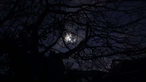 Moon Silhouetted By Winter Tree Branches (Slow Camera Push In) Stock Footage 122368759
