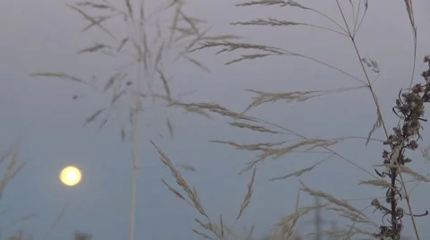 Moon, sky, grass, field 動画素材 54185552