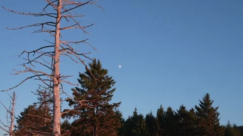 Moon in Sky over Pine Trees at Sunset Stock Footage 341366831