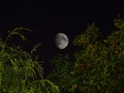 Moon is in the sky, the view between the crowns of the trees. Stock Photos