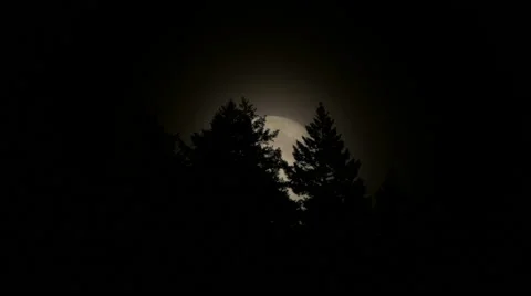 Moon slowly rises behind silhouetted trees Stock Footage 53211566