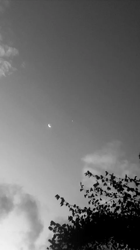 Moon, Star, Tree, Vertical BNW Video stock 296884803